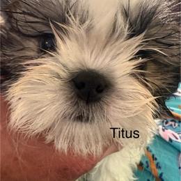 Titus - Red and white male Shih Tzu puppy in Madras, Oregon from Maridee’s ShihTzu