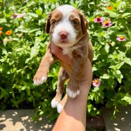 Basil - Red  male Goldendoodle puppy in Aubrey, Texas from The Parrish Doods