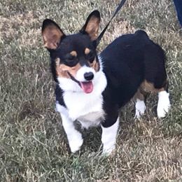 Tiana - Pembroke Welsh Corgi