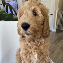 Hendrix - Apricot male Goldendoodle puppy in Gilbert, Arizona from DogHouse Doodles