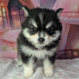Flash - 2000 - Black and white male Pomsky puppy in Spring Hill, Florida from www.PuppyTimeEmporium.com