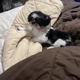 Shih Tzu Puppies from Adams Pawsitive Pawfection
