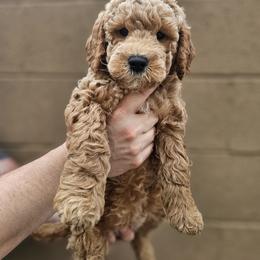Goldendoodle Puppies from AZ Cuddle Doodle Kisses