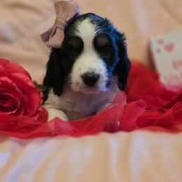 Champagne - Black white and tan female English Springer Spaniel puppy in Cookeville, Tennessee from Krossroads Kennel