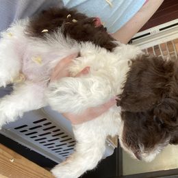 Poodle Puppies from Southern Sunshine Standards