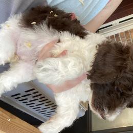 Poodle Puppies from Southern Sunshine Standards
