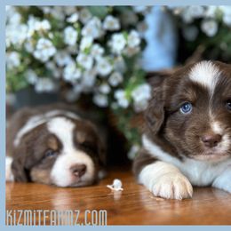 Miniature Australian Shepherd Puppies from Kizmit Farmz