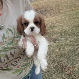 Holly's Boy 2A - Blenheim male Cavalier King Charles Spaniel puppy in Loco, Oklahoma from Sweet Heart Cavaliers
