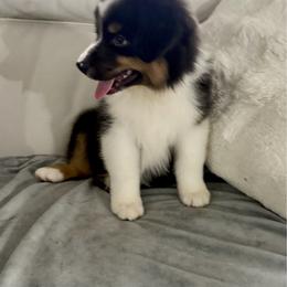 Danny - Black tri-color male Australian Shepherd puppy in Ohio from Fetchington Run Australian Shepherds