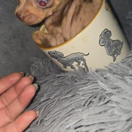 Runt Mr blue has blue eyes 6500 - Merle male Chihuahua puppy in Las Vegas, Nevada from Quality Poms Chihuahua Yorkies of Las vegas