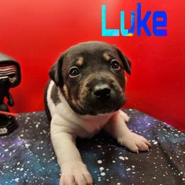 Luke - White black and tan male Rat Terrier puppy in Lynn, Alabama from Cryptic Rat Terriers