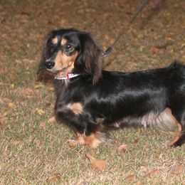 Scarlett - Dachshund