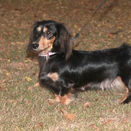 Scarlett - Dachshund