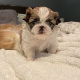 Pekingese Puppies from Della Serra Pekingese