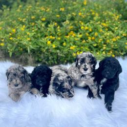 Aussiedoodle, Bordoodle, and Chesapeake Bay Retriever Puppies from Dood B Ranch