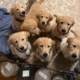 Golden Retriever Puppies from Golden paws of Hope