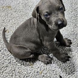 Grey - Blue female Great Dane puppy in Garner, North Carolina from Gentle Giant Danes, LLC