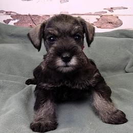 Dorothy - Salt and pepper female Miniature Schnauzer puppy in Coarsegold, California from Halo Schnauzer