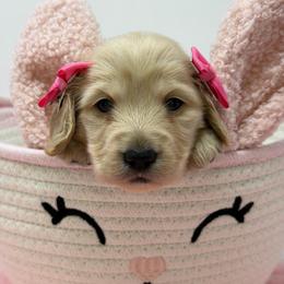 Seraphina- (burning with love) - Cream female Dachshund puppy in Murfreesboro, Tennessee from Kimbrie's Dream Cream Doxies