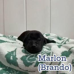 Marlon - Black male Labrador Retriever puppy in Lucasville, Ohio from Backwoods Labradors