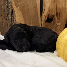 Indy - Black and white female Aussiedoodle puppy in Lavonia, Georgia from H & A Kennels