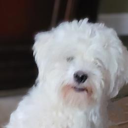 Shirley - Havanese