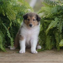 Balenciaga - Sable and white male Collie puppy in Huffville, Virginia from Blackberry Hills Cattle dogs and Collies