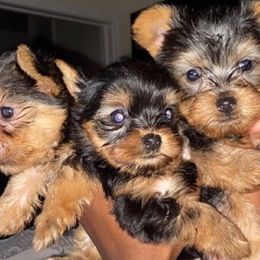Yorkshire Terriers from Spoiled Paw Paw Yorkies