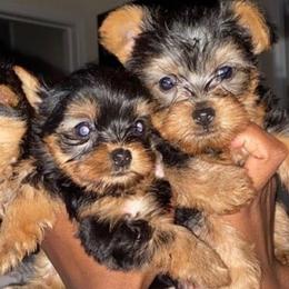 Yorkshire Terriers from Spoiled Paw Paw Yorkies