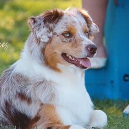 Australian Shepherds, Miniature American Shepherds, and Miniature Australian Shepherds from Diamond H Aussies