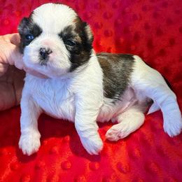 AKC - Princess Champion Bloodline - Red and white female Shih Tzu puppy in Long Beach, California from Prieto Shih-Tzu's