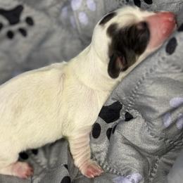 Girl 2 - Piebald female Dachshund puppy in Vancouver, Washington from Cascade Minis