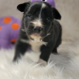 Border Collie Puppies from Borderline Kennels