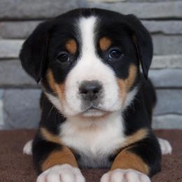 Casey - Black, white and red female Greater Swiss Mountain Dog puppy in Gassaway, West Virginia from Rolling Hills Ranch and Kennels LLC