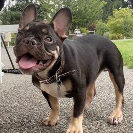 French Bulldogs from Exotic Allstar Frenchies