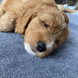 Goldendoodle Puppies from BB Doodles