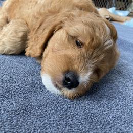 Goldendoodle Puppies from BB Doodles