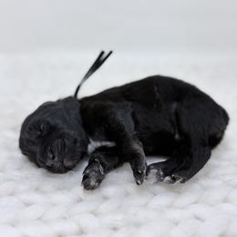 Koda - Black Collar - Black male Australian Shepherd puppy in San Marcos, California from Faith Family Freedom Farm