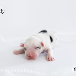 Boy 3 - male Miniature Australian Shepherd puppy in Wooster, Ohio from Kari's Mini Aussies
