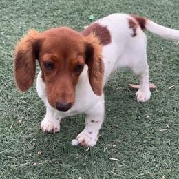 Dachshund Puppies from Bootheel Doxies