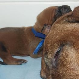 Rhodesian Ridgeback puppies from Bold Move Rhodesian Ridgebacks