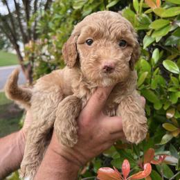 Jellybean - Red  female Goldendoodle puppy in Calera, Alabama from Red Mountain Minis