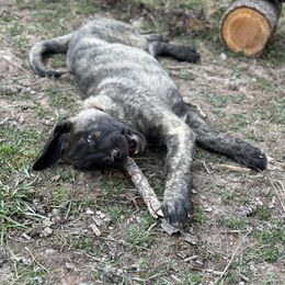 Anatolian Shepherd Dog Puppies from Apex Anatolians