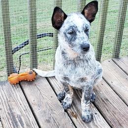 Australian Cattle Dog Puppies from Blue Coyote Ranch