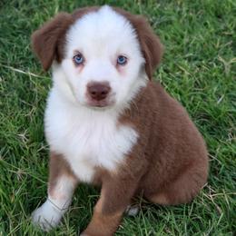 Rye - Red tri male Miniature Australian Shepherd puppy in Artois, California from Aloe Aussies