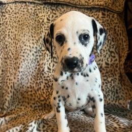 Butterfinger - White and black female Dalmatian puppy in Austin, Texas from Dazzling Dalz
