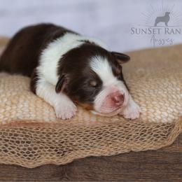 Boy 3 - Red tri-color male Australian Shepherd puppy in Athens, Alabama from SunSet Ranch Aussies