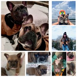 French Bulldog Puppies from Stonecreek Bulldogs