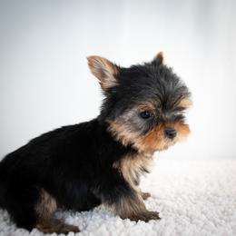 Leo - Black and tan male Yorkshire Terrier puppy in Hesperia, California from Royaltydayyorkies