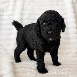Twix - Sable male Poodle puppy in Calimesa, California from Teakwoodpoodleofsocal